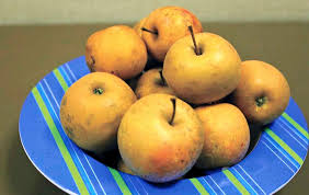 Cold-hardy apple variety draws interest for hard ciders