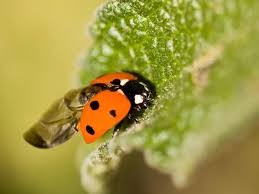 23.03.2015 · tiny black bugs, with wings, that gather around window sills! The Origami Like Folds Of Ladybug Wings Could Lead To Better Umbrellas Smart News Smithsonian Magazine