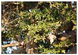 Image result for Manilkara mochisia