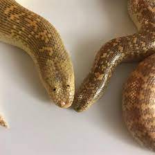 Arabian Sand Boa Probably The Derpiest Animal Alive Animals Danger Noodle Arabians
