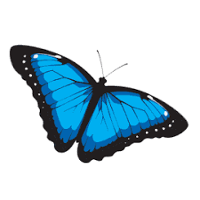 To created add 41 pieces, transparent butterfly images of your project files with the background cleaned. Morpho Butterfly Gifs Get The Best Gif On Giphy