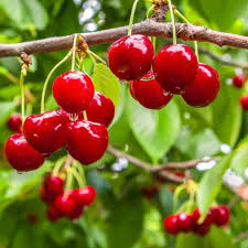 Zawarte w nich witaminy, minerały i przeciwutleniacze mają pozytywny wpływ na zdrowie. Czeresnie W Odmianach Drzewa Owocowe Castorama