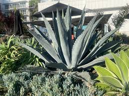 Image result for Agave