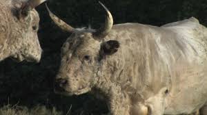 Image result for chillingham cattle