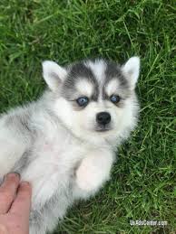 Ready Pomsky Puppies For Sale Pets For Sale In Moundsville West Virginia Usadscenter Com Mobile 180250