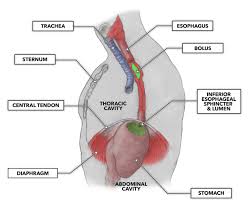 Image result for esophagus