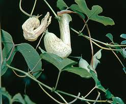 Image result for Aristolochia albida