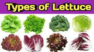 Serve with cooked shredded spinach, leeks and courgettes. Types Of Lettuce Name Of Lettuce Lettuce Name Leafy Vegetable Rss Kitchen Youtube