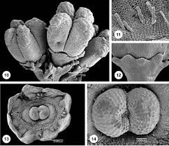 Image result for Triainolepis africana