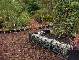 Another Use For Wine Bottles My Recycle Center Is Going To Love Me Wine Bottle Garden Bottle Garden Diy Raised Garden