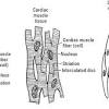 The shoulder muscles produce the characteristic shape of the shoulder and can be classified into two groups: 1