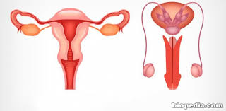Aparato reproductor femenino para colorear. Dibujo Mecanismo Reproductor Masculino Imagenes E Dibujos Aparato Reproductor Femenino Dibujo