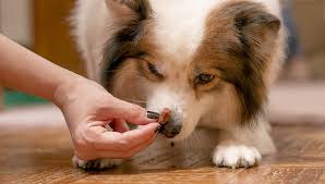 7 Best Low Calorie Dog Treats Of 2020 Good For Training And Dieting