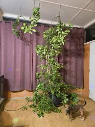 Image result for Euphorbia grantii