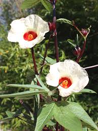 Image result for Hibiscus barbosae