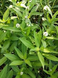 Image result for Alternanthera