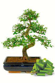 Lack of light occurs mainly after the purchase (bright greenhouse. Large Chinese Elm Bonsai Tree For Sale In The Uk Delivery 7 Days A Week
