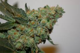 Star star star star star_border 2 comentarios og kush cbd. Digital Gorilla Blueberry Og 3 Cookies Cream X Gorilla Glue 4 Cookiewreck 2 12