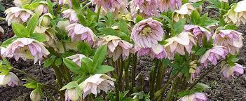 More information about planting hellebore >. Helleborus Hellebore Lenten Rose Helleborus Orientalis Mixed Hybrids Noids