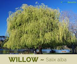 Moinmoin, salix alba tristis und salix sepulcralis chrysocoma sind synonyme für die einheimische trauerweide, wobei s. Willow Facts And Health Benefits