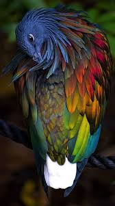 Bird With Colorful Feathers On Head Masterpiece Made By Our Nature A Bird With Colorful Feathers Beautiful Birds Birds Pet Birds