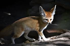 The fennec fox mates for life and lives in family units of up to ten individuals. Fennec Fox National Geographic
