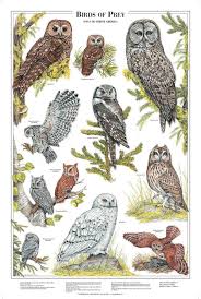 Birds Of North America Poster Owls Of North America Poster Identification Chart Vol 2 In 2020 Birds Of Prey Birds Bird Poster