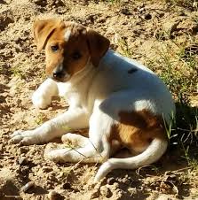 Golden Labrador Dog For Adoption In San Antonio Tx Adn 748619 On Puppyfinder Com Gender Female Age Ba Labrador Retriever Puppies Labrador Dog Dog Adoption