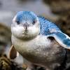 Fairy penguins weigh about 2.2 pounds or 1kg they are approximately 16 inches or 41 cm tall, which is 41 cm. 1
