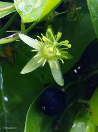 Image result for Passiflora suberosa