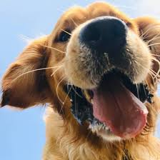 Vets for Pets - Corstorphine