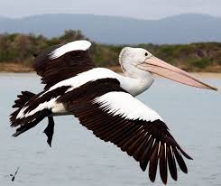 White Bird With Spiky Hair Pelican In Flight Go To Www Yourtravelvideos Com Or Just Click On Photo For Home Videos And Much More On Sites Like This Pelican Art Sea Birds Marine Art