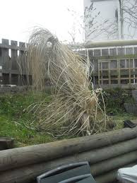 Wir zeigen ihnen, wann der richtige zeitpunkt zum schneiden gekommen ist, welche schnittarten sich anbieten und wie sie ihr pampasgras richtig schneiden. Wie Soll Ich Das Pampasgras Schneiden Garten