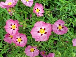 They re evergreen and drought tolerant, and they can be used in the landscape as screens, hedges, ground covers, borders, and more. Drought Tolerant Plants The Willits News