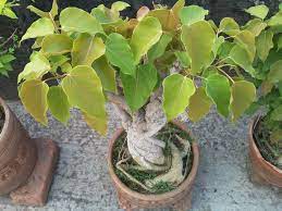 Collection Of Bonsai Tree Clickbd