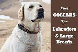Dog pet puppy animal portrait canine cute mammal dog portrait domestic dog Best Collars For Labradors And Large Breed Dogs