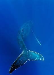 Humpback Whale Sea Of Cortez Dream Scuba Dive With Whales And Conquer My Fear Of Deep Dark Water Whale Humpback Whale Ocean Creatures