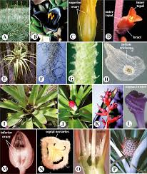 Image result for Xyridaceae