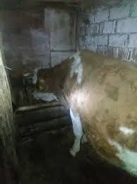 Piesele publicate pe acest site sunt in vanzare si la punctul nostru , prin urmare va rugam sa verificati telefonic sau pe mail disponibilitatea piesei. Vaci Arhive Vadu CriÈ™ului