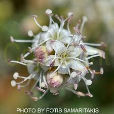 Image result for Cressa cretica