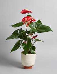 Send an orchid delivery from 1800flowers! Red Anthurium House Plant M S
