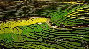 Step Farming In Nepal Nepal Nepal Kathmandu Kathmandu Valley