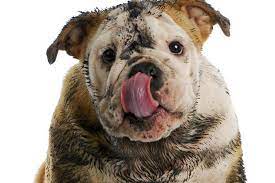 It is difficult to keep an active puppy with that type of fur from matting even with regular grooming. Grooming The Muddy Stinky Dog American Kennel Club