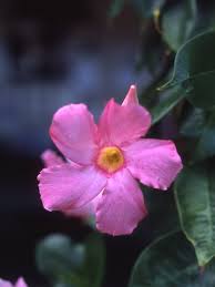 Mandevilla needs plenty of sun and does best when it is hot. In The Garden Keeping Mandevilla Vine For Next Year