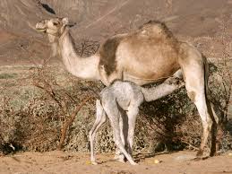 They are one of two types of mounts that can travel in the desert, the only other mount being the elephant. Camel Color Wikipedia