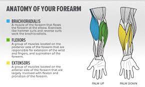 Wrist rollers wrist roller work is awesome for building bigger forearms, especially if your wrist roller has a thick diameter. 5 Exercises For Massive Forearms Generation Iron