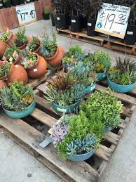 Home Depot Wide Shallow Succulents Succulents Plants Landscape