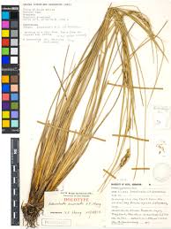 Image result for Bulbostylis schoenoides