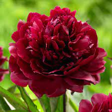 Peony Black Beauty This Dazzling Deep Red Peony Always Attracts Lots Of Attention The Blossoms Are Planting Peonies Flowers Photography Peonies Flower Seeds