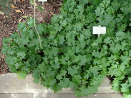 Image result for Delairea odorata